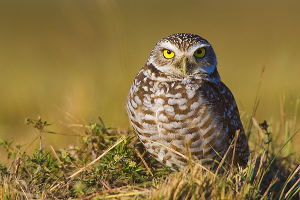 Burrowing Owl at Sunrise 2011