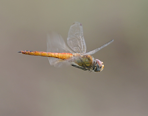 Dragonfly Flying